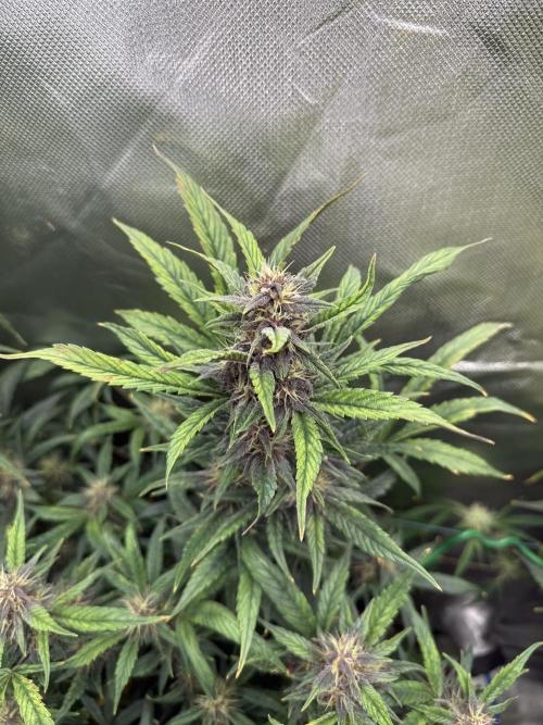 Devil Cream + Blueberry Bliss. Week 10