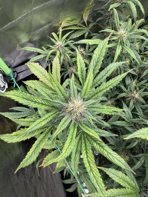 Devil Cream + Blueberry Bliss. Week 10