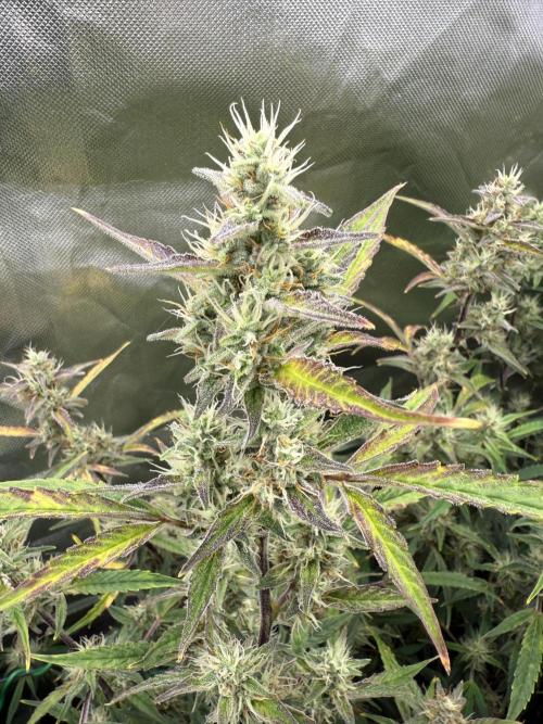 Devil Cream + Blueberry Bliss. Week 10