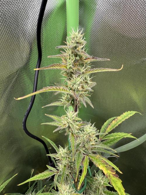 Devil Cream + Blueberry Bliss. Week 10