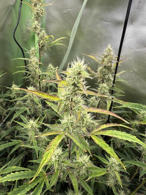 Devil Cream + Blueberry Bliss. Week 10