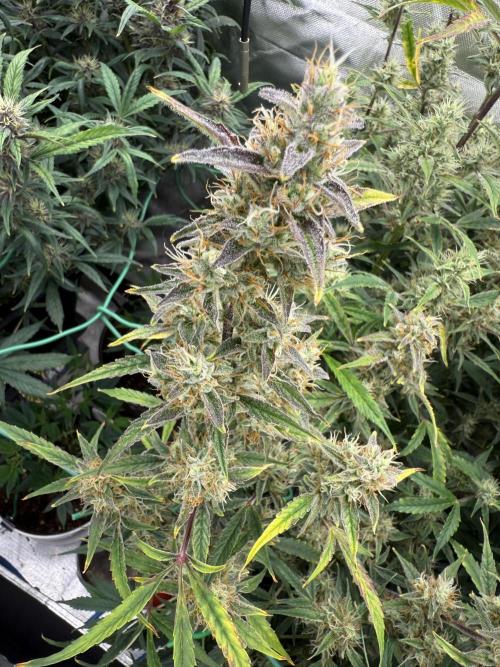 Devil Cream + Blueberry Bliss. Week 10