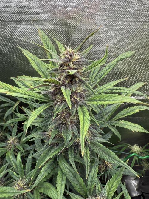Devil Cream + Blueberry Bliss. Week 10
