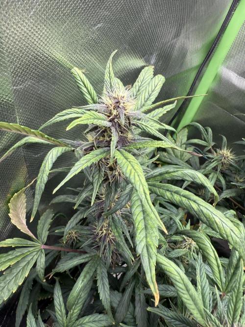 Devil Cream + Blueberry Bliss. Week 10
