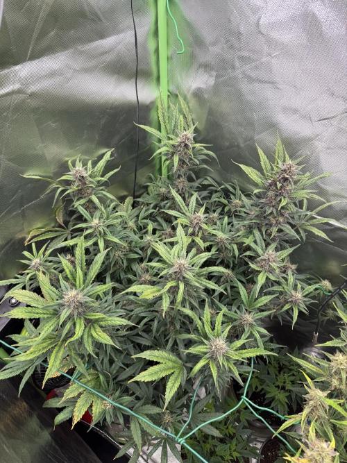 Devil Cream + Blueberry Bliss. Week 10