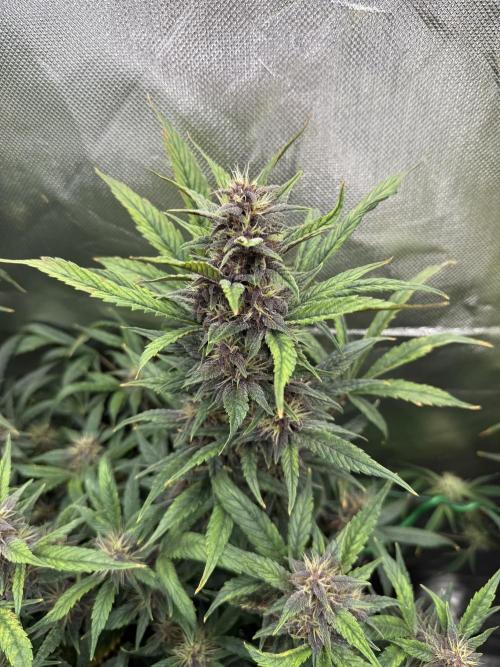 Devil Cream + Blueberry Bliss. Week 10