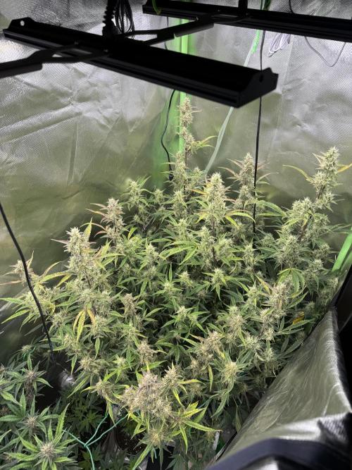 Devil Cream + Blueberry Bliss. Week 10