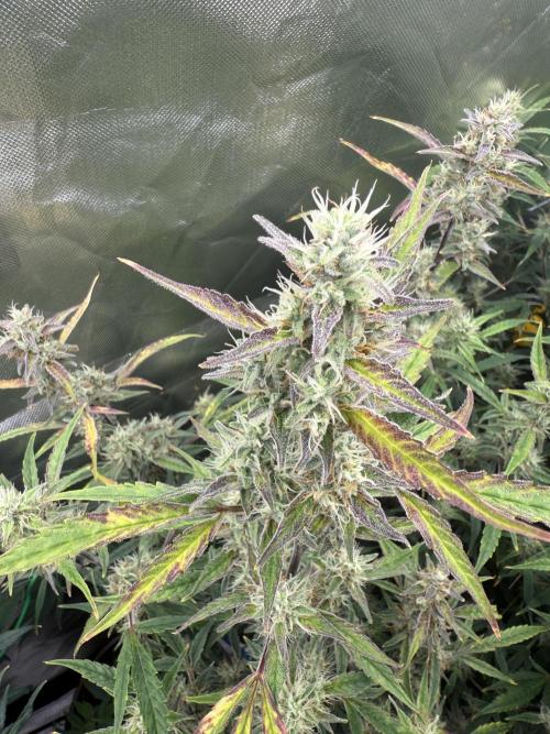Devil Cream + Blueberry Bliss. Week 10