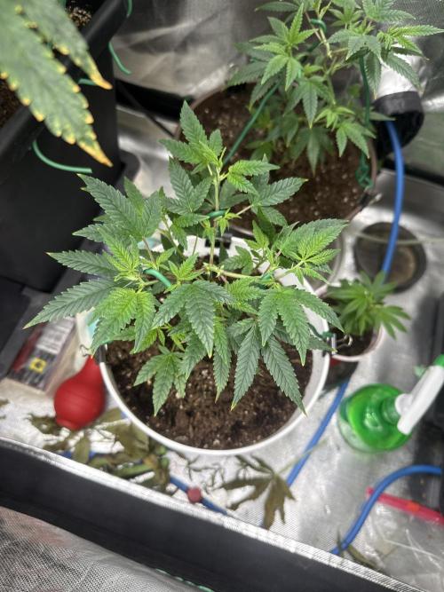 Clones from reveg Blueberry Muffin. Week 4