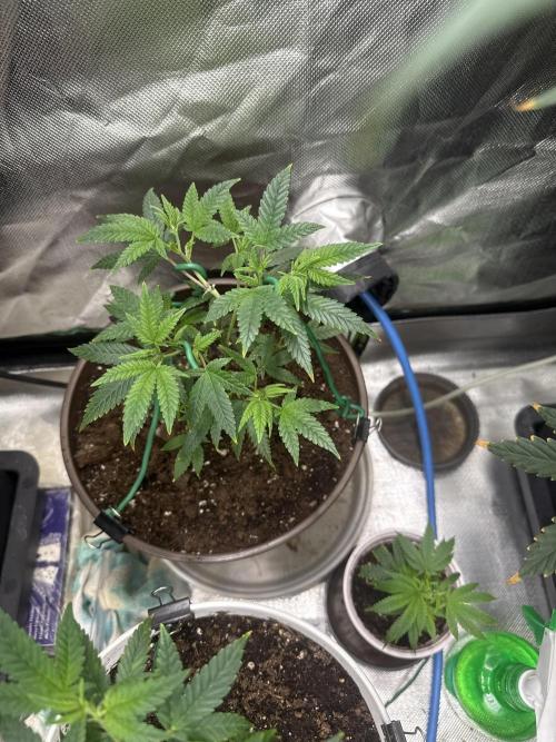 Clones from reveg Blueberry Muffin. Week 4