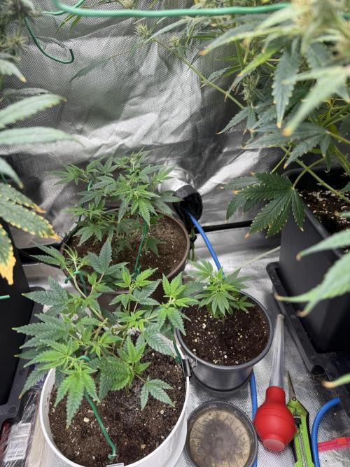 Clones from reveg Blueberry Muffin. Week 4