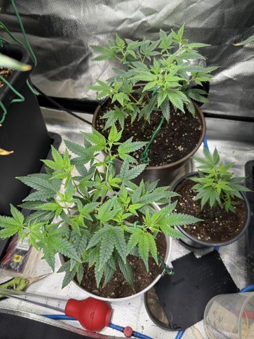 Clones from reveg Blueberry Muffin. Week 4