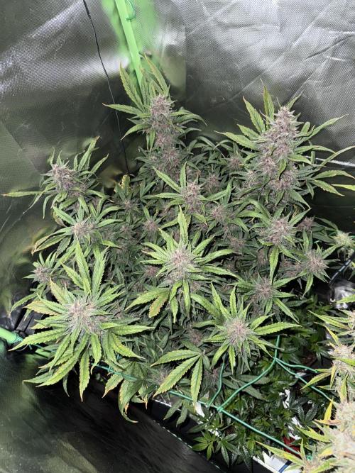 Devil Cream + Blueberry Bliss. Week 12