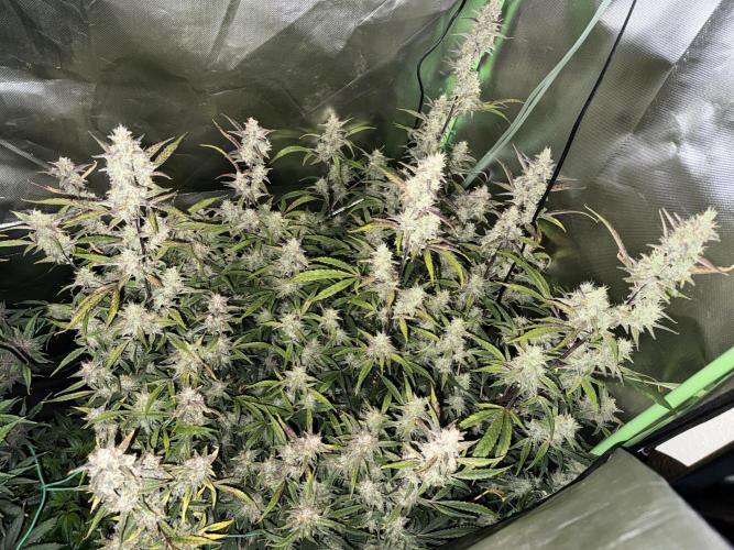 Devil Cream + Blueberry Bliss. Week 12