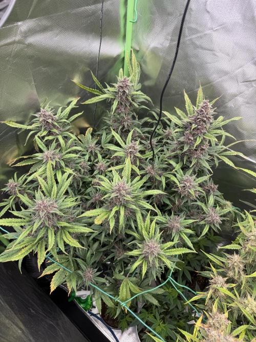 Devil Cream + Blueberry Bliss. Week 12