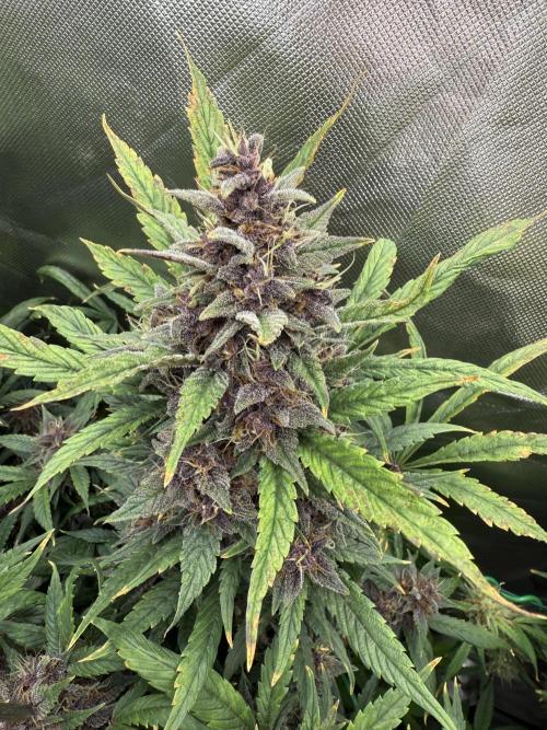 Devil Cream + Blueberry Bliss. Week 12