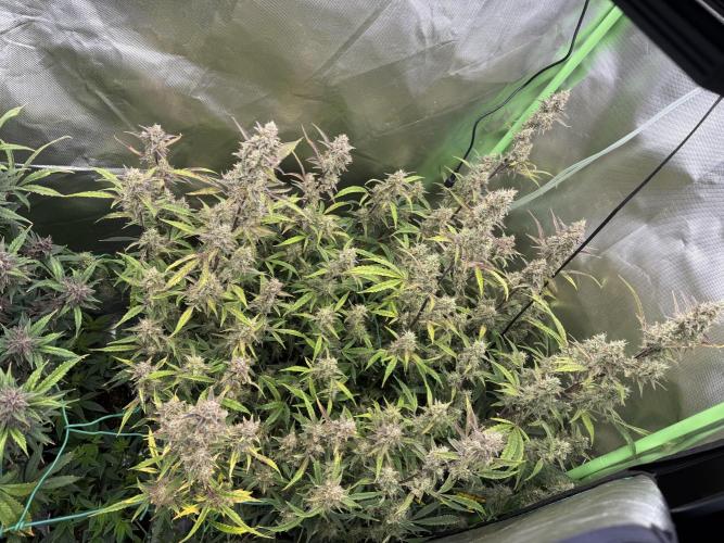 Devil Cream + Blueberry Bliss. Week 12