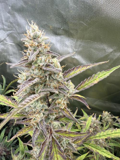 Devil Cream + Blueberry Bliss. Week 12