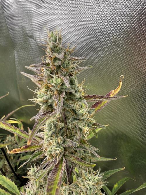 Devil Cream + Blueberry Bliss. Week 12