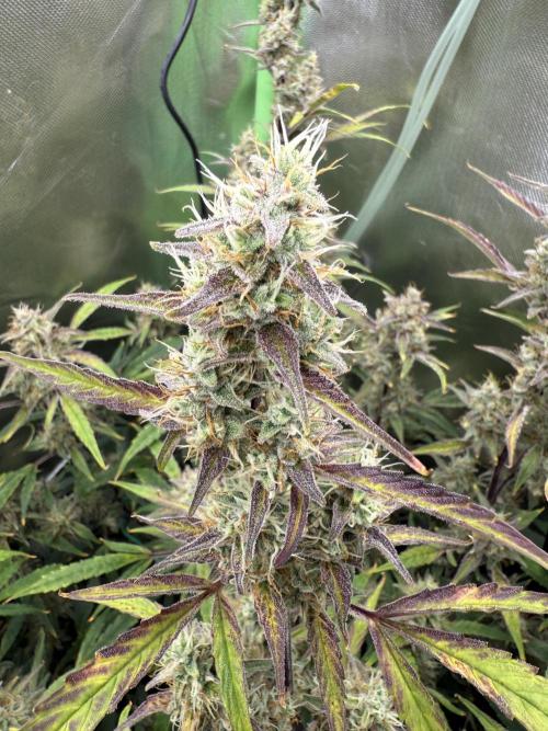 Devil Cream + Blueberry Bliss. Week 12