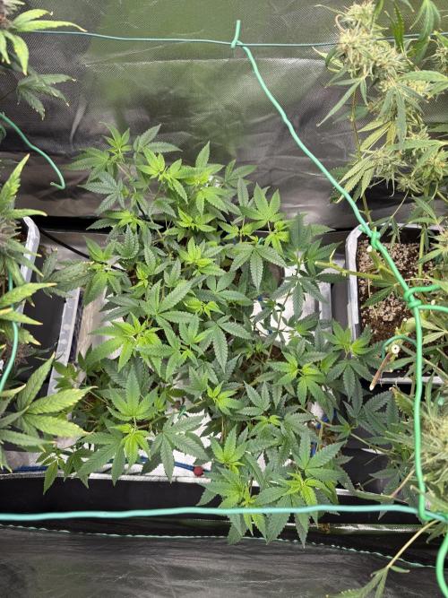 Clones from reveg Blueberry Muffin. Week 7