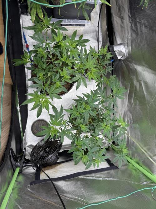 Clones from reveg Blueberry Muffin. Week 7