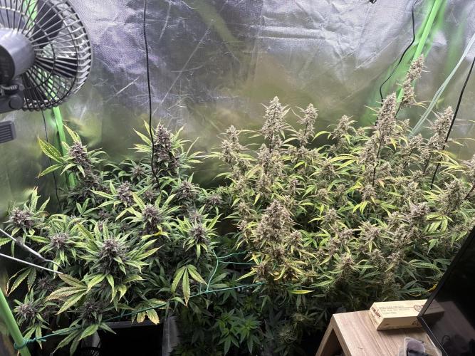 Devil Cream + Blueberry Bliss. Week 14