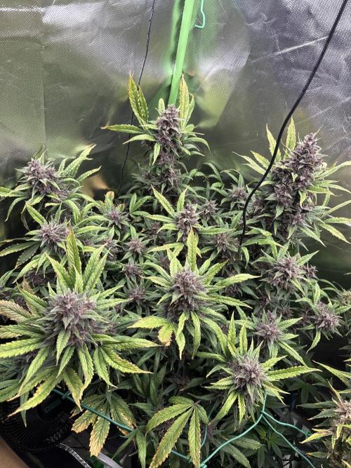 Devil Cream + Blueberry Bliss. Week 14