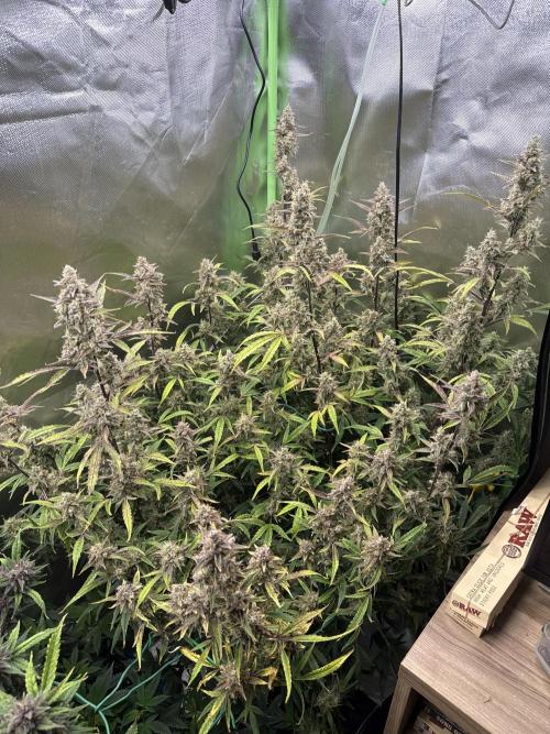 Devil Cream + Blueberry Bliss. Week 14
