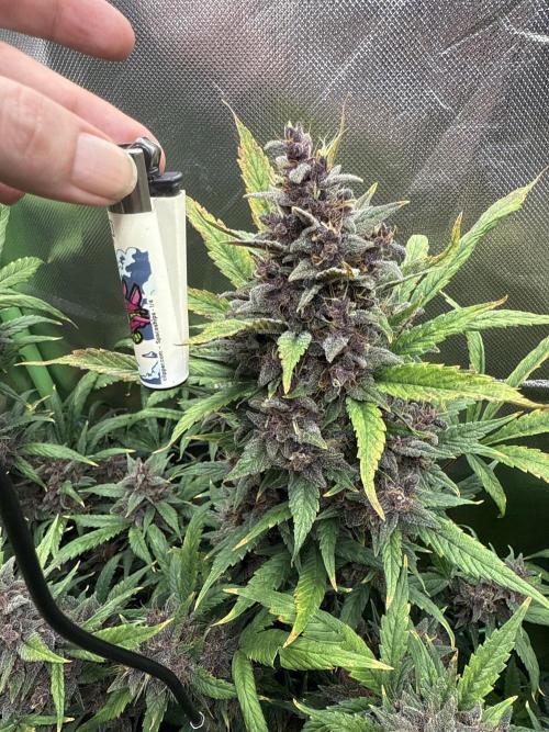 Devil Cream + Blueberry Bliss. Week 14