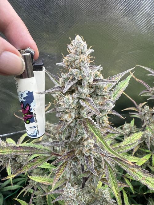 Devil Cream + Blueberry Bliss. Week 14