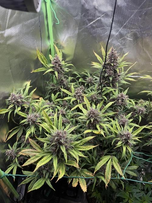 Devil Cream + Blueberry Bliss. Week 14