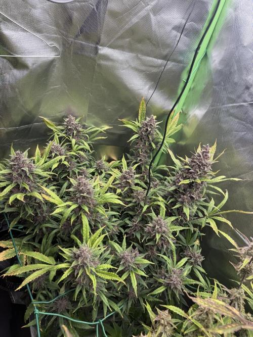 Devil Cream + Blueberry Bliss. Week 14