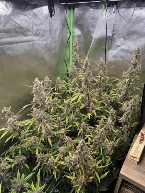 Devil Cream + Blueberry Bliss. Week 14