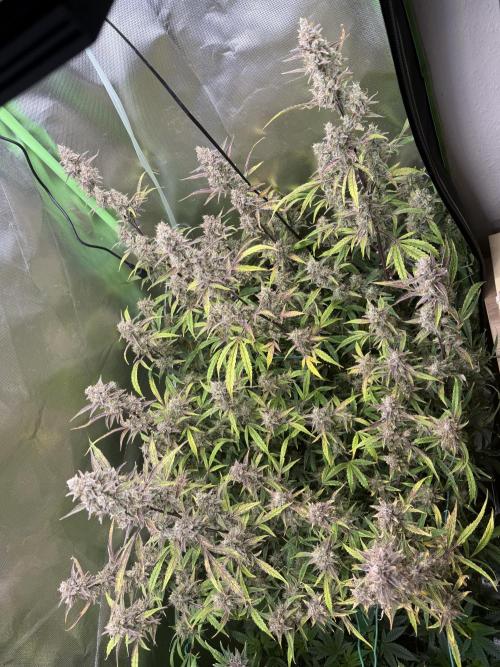 Devil Cream + Blueberry Bliss. Week 14