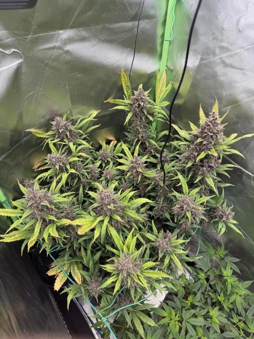 Devil Cream + Blueberry Bliss. Week 14