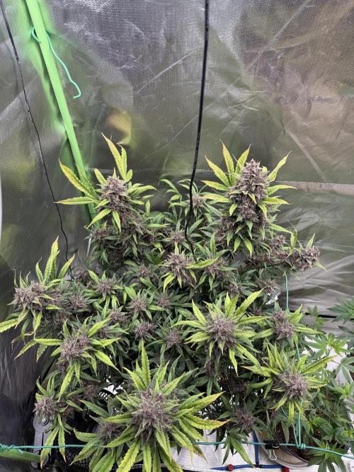 Devil Cream + Blueberry Bliss. Week 14