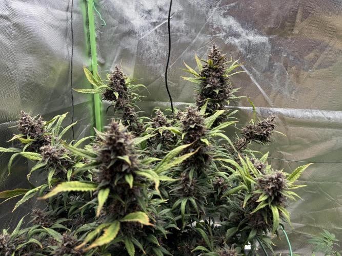 Devil Cream + Blueberry Bliss. Week 14