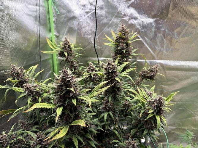 Devil Cream + Blueberry Bliss. Week 14