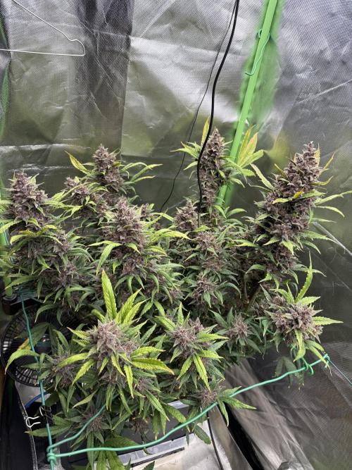 Devil Cream + Blueberry Bliss. Week 14
