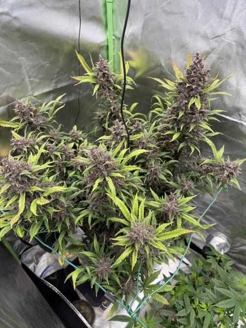 Devil Cream + Blueberry Bliss. Week 14