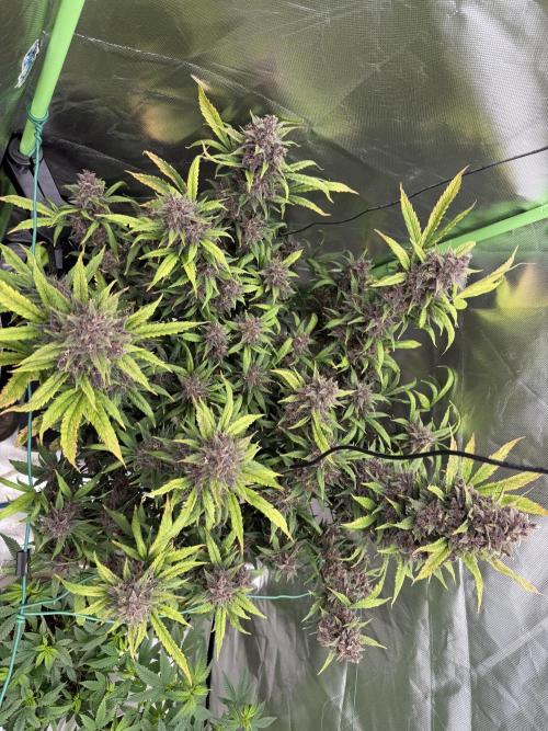 Devil Cream + Blueberry Bliss. Week 14