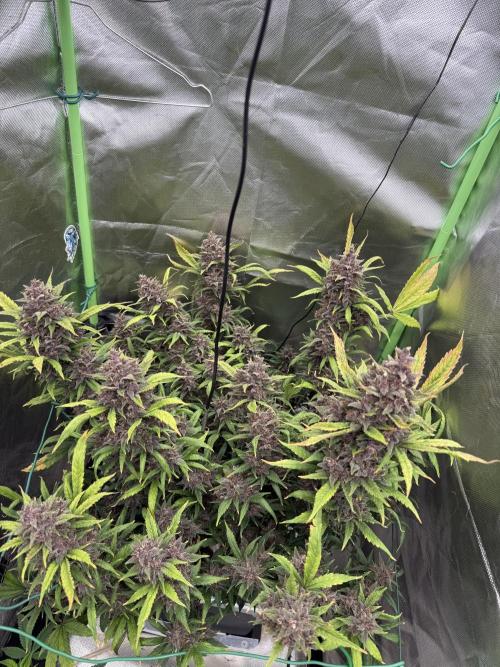 Devil Cream + Blueberry Bliss. Week 14