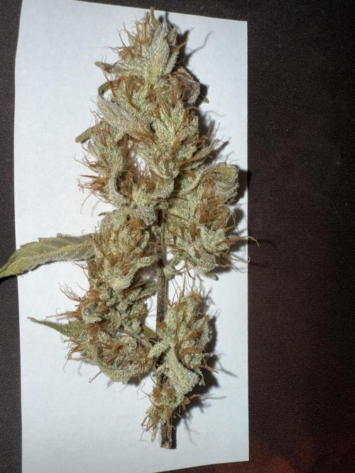Devil Cream + Blueberry Bliss. Week 14