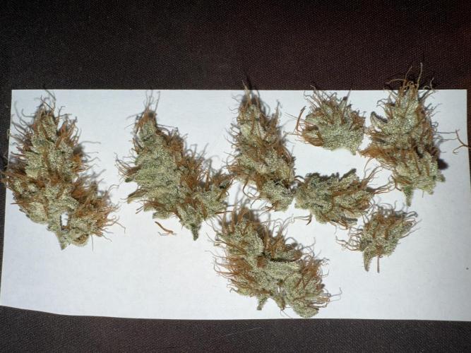 Devil Cream + Blueberry Bliss. Week 15