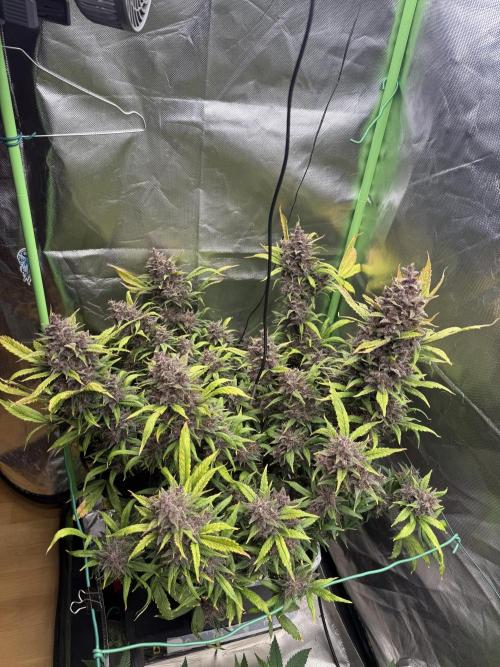 Devil Cream + Blueberry Bliss. Week 15
