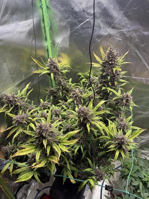 Devil Cream + Blueberry Bliss. Week 15
