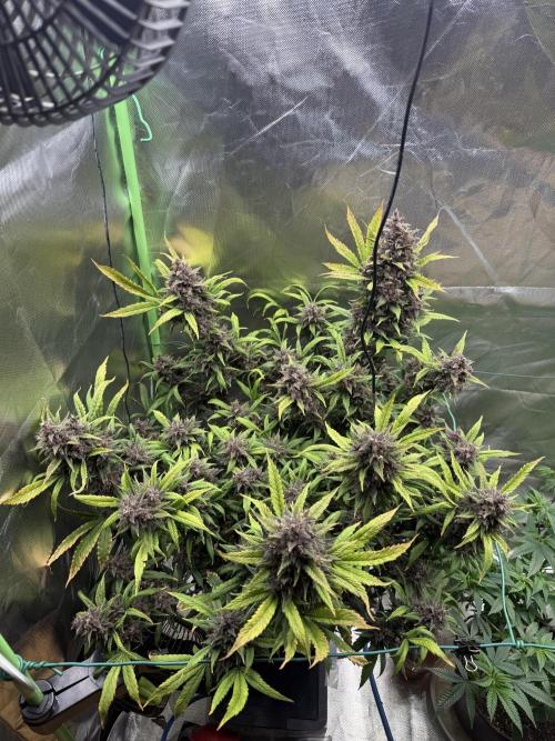 Devil Cream + Blueberry Bliss. Week 15