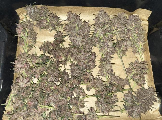 Devil Cream + Blueberry Bliss. Week 15