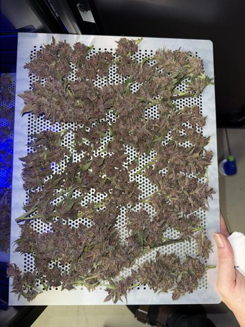 Devil Cream + Blueberry Bliss. Week 15